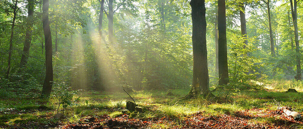 Nachhaltige Waldbewirtschaftung
